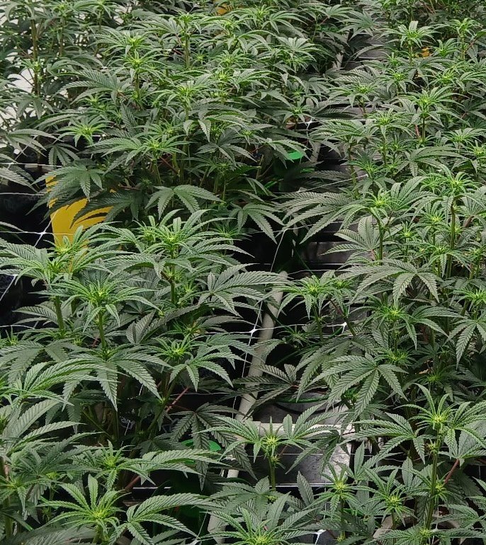 Product sample image